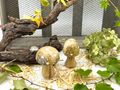 Pilz aus Mangoholz mit natürliche Maserung für Zuhause, Hotels, Cafés oder zur festlichen Herbst- & Weihnachtsdeko 4