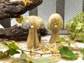 Handgefertigte Deko Natur Pilze aus Mangoholz für Kränze, Gestecke, Türdekorationen oder Tablett-Arrangement 3