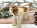 Deko Hund Anhänger als Baumdeko, Fensteranhänger im Kinderzimmer, Deko für den Hundeverein, oder Geschenkidee für Hundeliebghaber 3