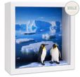 Geschenkrahmen Holz Bilderrahmen Diorama Geldgeschenk Pinguin Antarktis Zoo 1