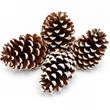 4 Zapfen Tannenzapfen mit weißen Spitzen, 8-10 cm Basteln Weihnachten  1