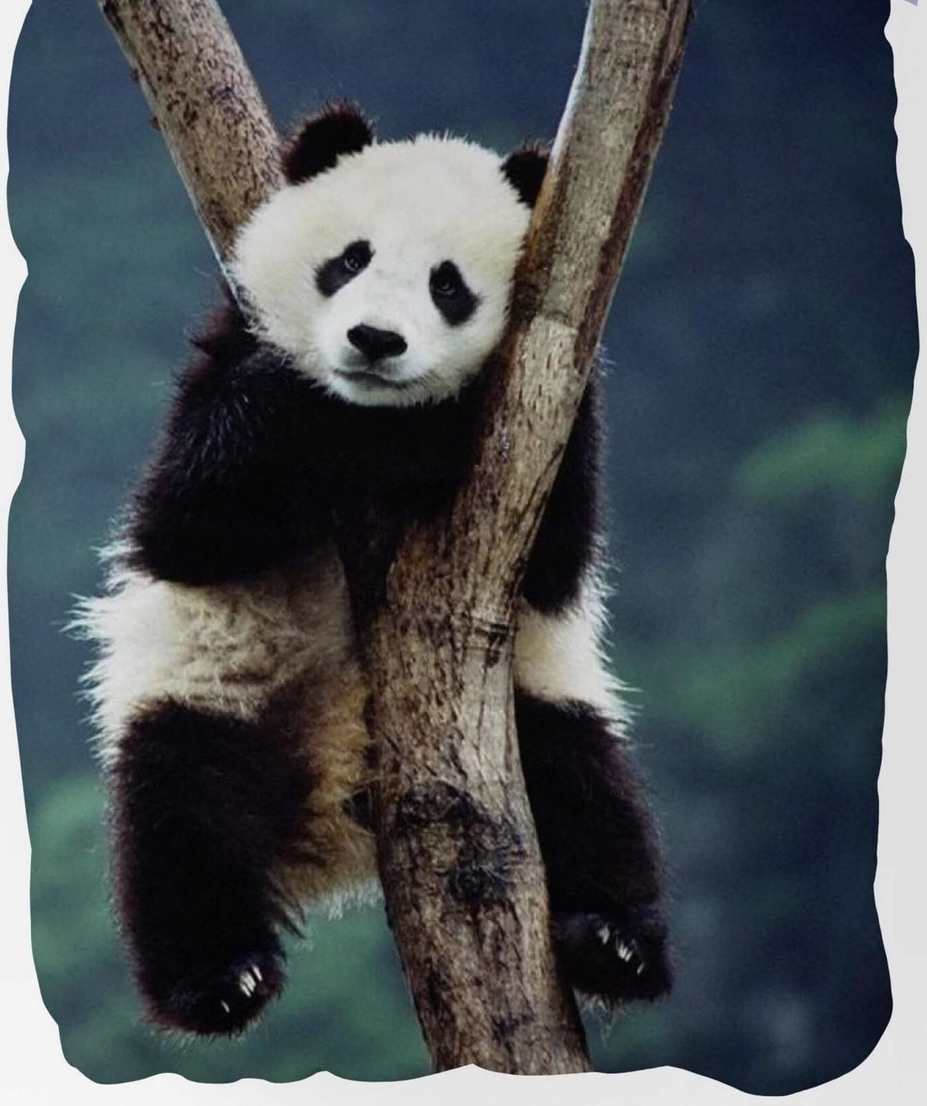 Panda Bär Bettwäsche-Set 135x200 Baumwolle Kinderbettwäsche Pandabär Bettzeug Panda Bär Bettwäsche-Set 135x200 Baumwolle Kinderbettwäsche Pandabär Bettzeug