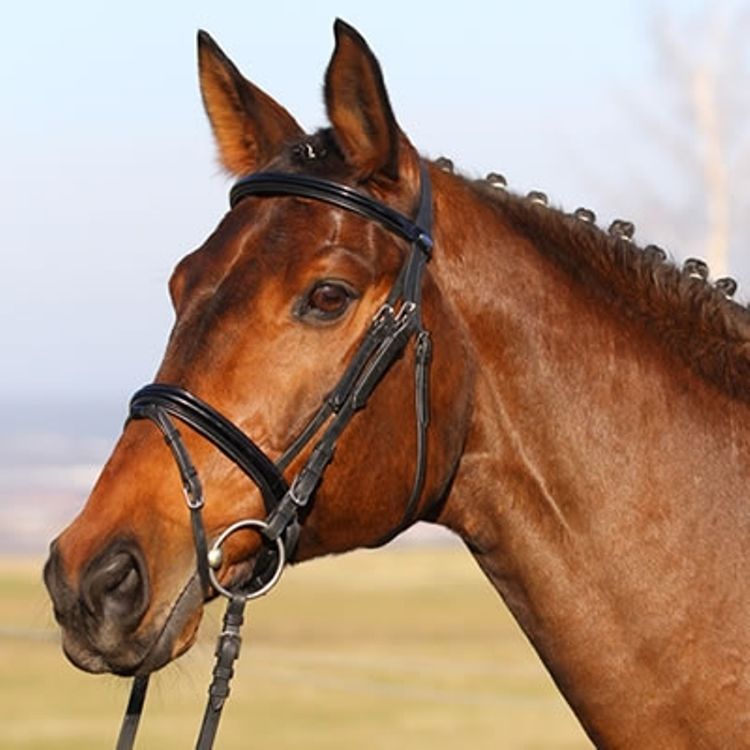 Euroriding Trense " Charleston ", Lack, schwedisches Reithalfter
