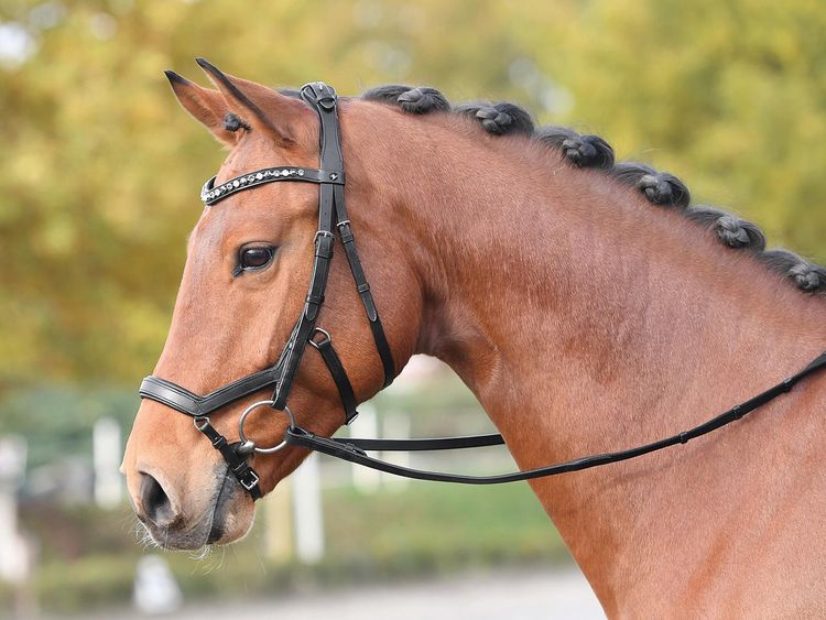 Busse Trense Feeling Schwarz / Strassstein-grau-multi