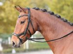 Busse Trense Feeling Schwarz / Strassstein-grau-multi