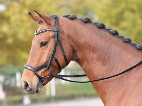 Busse Trense Feeling Schwarz / Strassstein-grau-multi