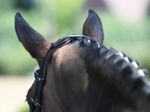 Busse Trense Feeling Schwarz / Strassstein-silber