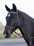 Busse Trense Emotion Schwarz/ Kristall