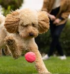 TrendPet Wunderball