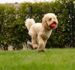TrendPet Wunderball
