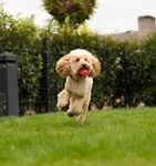 TrendPet Wunderball
