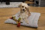 TrendPet Hundedecke Heaven in Grau