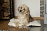 TrendPet Hundedecke Heaven in Beige