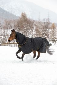 Bucas Irish Turnout light + Neck set in Black-Gold 
