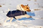 Hundemantel Teddy in marine