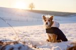 Hundemantel Teddy in marine