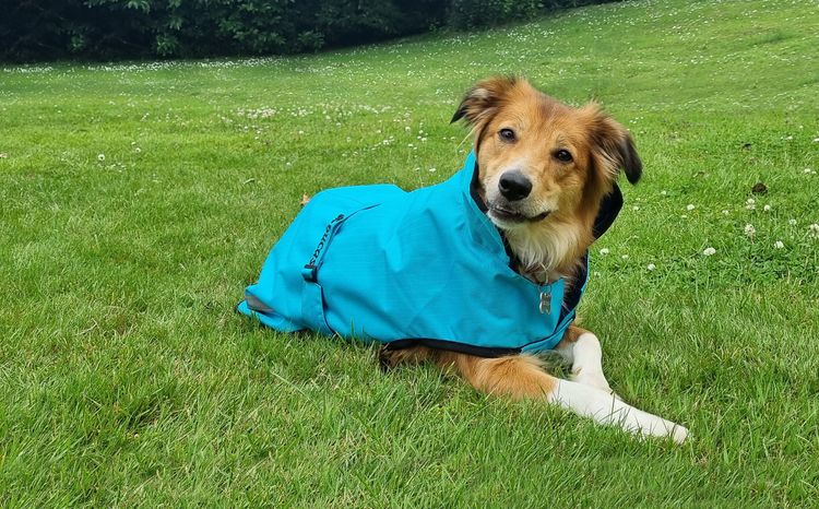 Bucas Freedom Hundemantel in Sweet Blue