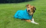 Bucas Freedom Hundemantel in Sweet Blue