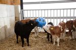 Kerbl Heuboy Futterspielball  in blau 