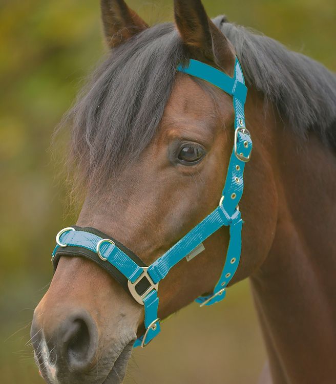 Waldhausen Longierhalfter Economic in azur blue