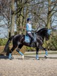 LeMieux Bandagen Loire in Ice blue