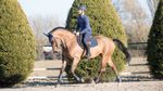 LeMieux Springschabracke Carbon Mesh Air in Navy