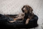 Eskadron Essence Hundebett Velvet Stamp in Größe L