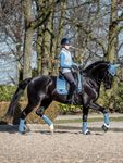 LeMieux Loire Memory Satin Dressage Schabracke Square in Ice blue