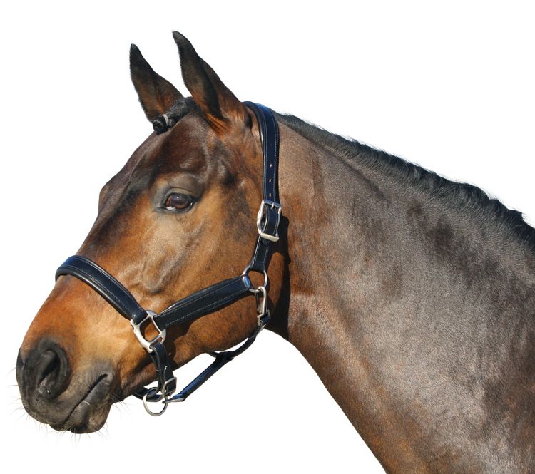 Euroriding Halfter Leder British Line