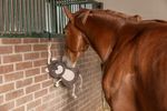 Kerbl Pferdespielzeug, Stable Buddy Bär