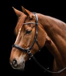 Waldhausen X-Line Zaum Gebisslos Sensation schwarz