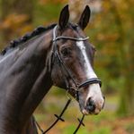 BASIS Passier Trense Confidence in schwarz/Edelstahl