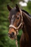 CAVALPAWEL Halfter in mocha latte von Cavallo