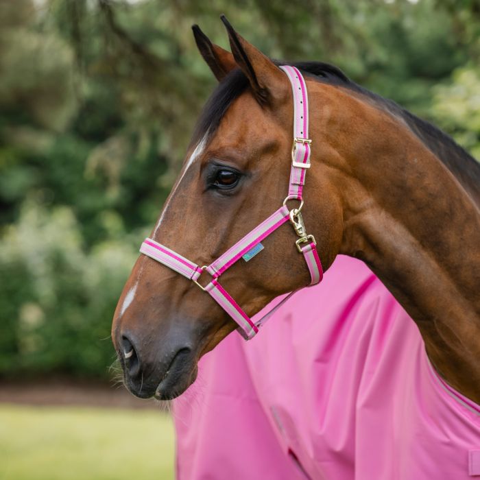 Bucas Halfter Dublin aurora pink