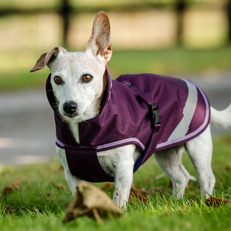 Bucas Freedom Hundemantel in blackberry