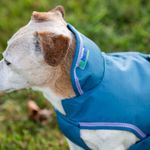 Bucas Freedom Hundemantel in blueberry