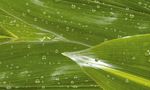 F83104-transparentpapier-regentropfen.jpg