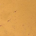 Tabelle-12-Linoleum-sandgelb.jpg