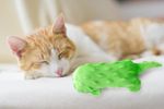 40231-3-minivibration-katze.jpg