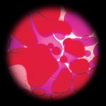 40425-violettrot-Kopie.jpg