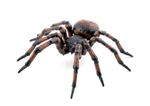 38094-50292-spinne-papo.JPG