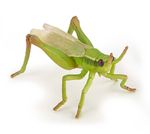 38094-50268-grasshuepfer.jpg