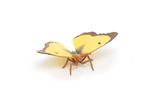 38094-50288-schmetterling.jpg