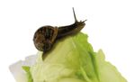 62087-Schnecken.jpg