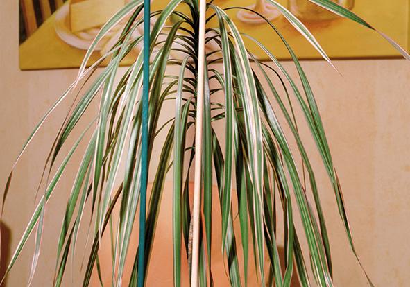 lag174084.jpg Splittstab natur Ø 4-4,5mm 50cm 10er Bund Floraworld
