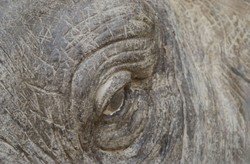 Casa Padrino parete decorativa elefante grigio 215 x 67 x H. 170 cm - Decorazione Murale di Lusso