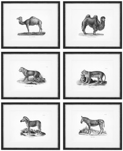 Casa Padrino Images Set de 6 Animaux Historiques Noir / Blanc 53,5 x H. 43,5 - Reproductions d'Art de Luxe avec Cadre en Bois