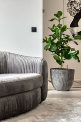 Casa Padrino luxury velvet couch gray 250 x 101 x H. 74 cm - Elegant living room sofa - Luxury Furniture
