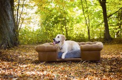 Casa Padrino letto per cani Chesterfield di lusso in pelle marrone vintage / marrone scuro / grigio 134 x 104 x A. 37 cm - Letto per cani in vera pelle - Mobili per Animali di Lusso in Pelle