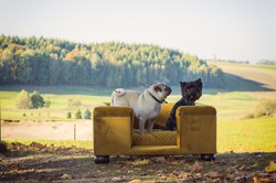 Casa Padrino luxury dog bed ocher / dark brown / ocher 95 x 75 x H. 37 cm - Modern Rectangular Dog Bed with Cushion - Luxury Dog Furniture - Luxury Pet Furniture